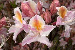 rhododendron occidentale cv myrts blush 1 thumbnail graphic